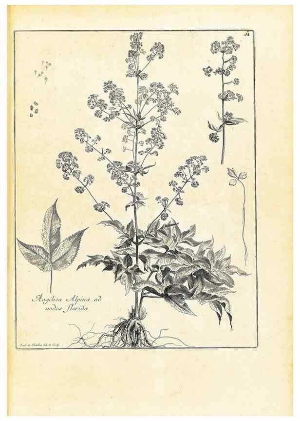 Reproducción/Reproduction 48583614781: [Recueil des plantes dessinées et gravées par ordre du roi Louis XIV].. Paris :Impr. royale,1786. 
