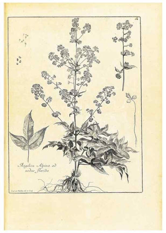 Reproducción/Reproduction 48583614781: [Recueil des plantes dessinées et gravées par ordre du roi Louis XIV].. Paris :Impr. royale,1786. 