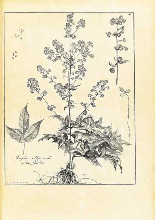 Reproducción/Reproduction 48583614781: [Recueil des plantes dessinées et gravées par ordre du roi Louis XIV].. Paris :Impr. royale,1786. 