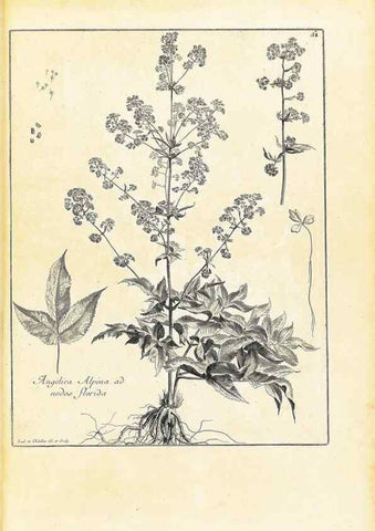 Reproducción/Reproduction 48583614781: [Recueil des plantes dessinées et gravées par ordre du roi Louis XIV].. Paris :Impr. royale,1786. 