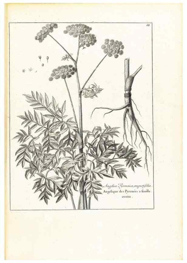 Reproducción/Reproduction 48583615266: [Recueil des plantes dessinées et gravées par ordre du roi Louis XIV].. Paris :Impr. royale,1786. 