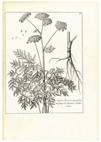 Reproducción/Reproduction 48583615266: [Recueil des plantes dessinées et gravées par ordre du roi Louis XIV].. Paris :Impr. royale,1786. 
