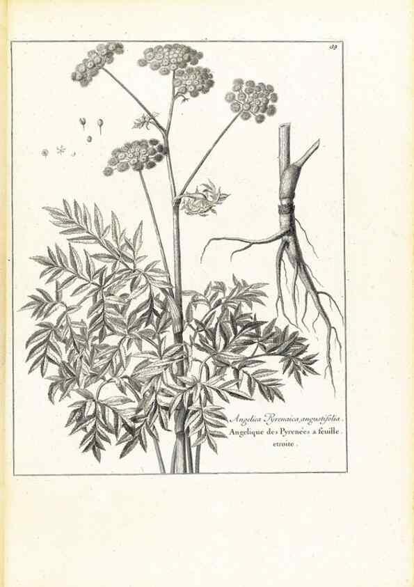 Reproducción/Reproduction 48583615266: [Recueil des plantes dessinées et gravées par ordre du roi Louis XIV].. Paris :Impr. royale,1786. 