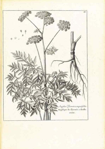 Reproducción/Reproduction 48583615266: [Recueil des plantes dessinées et gravées par ordre du roi Louis XIV].. Paris :Impr. royale,1786. 