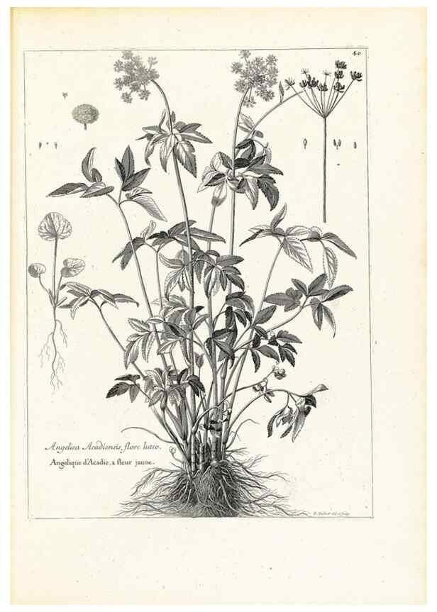 Reproducción/Reproduction 48583615681: [Recueil des plantes dessinées et gravées par ordre du roi Louis XIV].. Paris :Impr. royale,1786. 