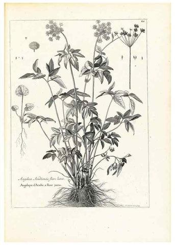 Reproducción/Reproduction 48583615681: [Recueil des plantes dessinées et gravées par ordre du roi Louis XIV].. Paris :Impr. royale,1786. 