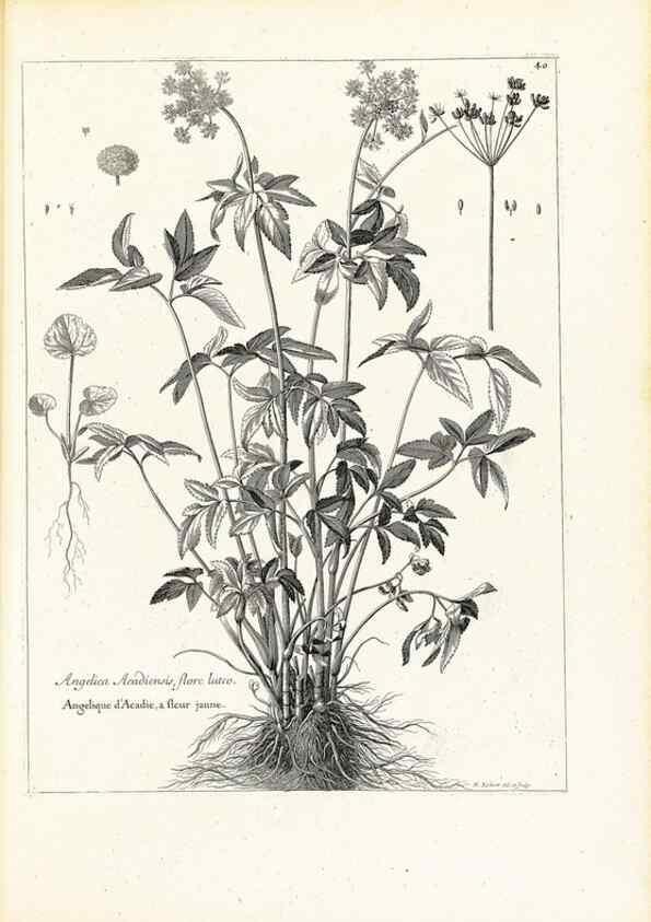 Reproducción/Reproduction 48583615681: [Recueil des plantes dessinées et gravées par ordre du roi Louis XIV].. Paris :Impr. royale,1786. 