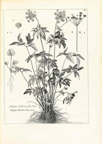 Reproducción/Reproduction 48583615681: [Recueil des plantes dessinées et gravées par ordre du roi Louis XIV].. Paris :Impr. royale,1786. 