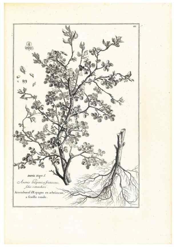 Reproducción/Reproduction 48583616031: [Recueil des plantes dessinées et gravées par ordre du roi Louis XIV].. Paris :Impr. royale,1786. 