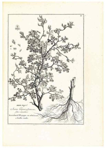 Reproducción/Reproduction 48583616031: [Recueil des plantes dessinées et gravées par ordre du roi Louis XIV].. Paris :Impr. royale,1786. 
