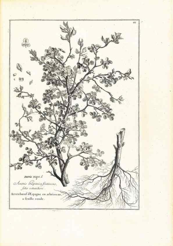 Reproducción/Reproduction 48583616031: [Recueil des plantes dessinées et gravées par ordre du roi Louis XIV].. Paris :Impr. royale,1786. 