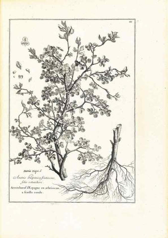 Reproducción/Reproduction 48583616031: [Recueil des plantes dessinées et gravées par ordre du roi Louis XIV].. Paris :Impr. royale,1786. 