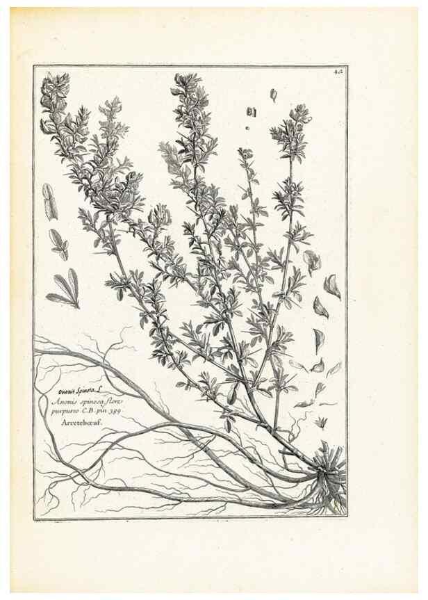 Reproducción/Reproduction 48583616446: [Recueil des plantes dessinées et gravées par ordre du roi Louis XIV].. Paris :Impr. royale,1786. 