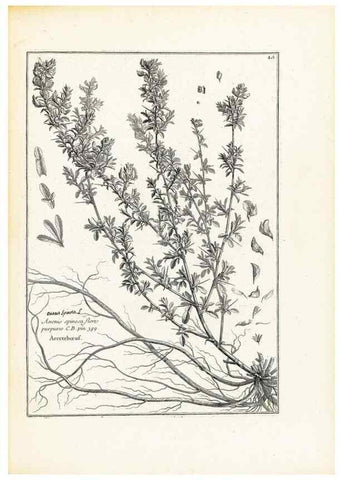 Reproducción/Reproduction 48583616446: [Recueil des plantes dessinées et gravées par ordre du roi Louis XIV].. Paris :Impr. royale,1786. 