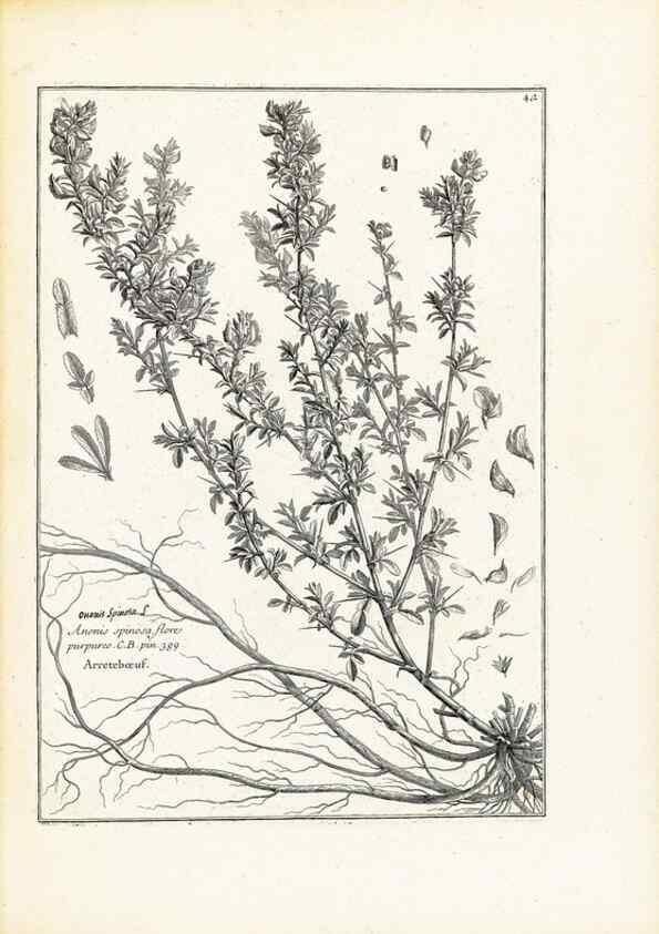 Reproducción/Reproduction 48583616446: [Recueil des plantes dessinées et gravées par ordre du roi Louis XIV].. Paris :Impr. royale,1786. 