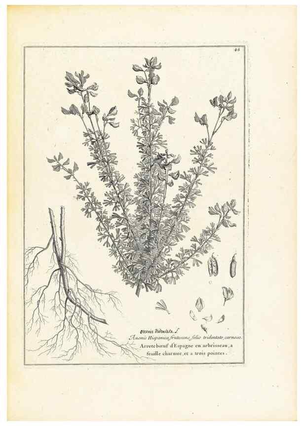 Reproducción/Reproduction 48583768402: [Recueil des plantes dessinées et gravées par ordre du roi Louis XIV].. Paris :Impr. royale,1786. 