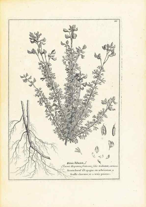 Reproducción/Reproduction 48583768402: [Recueil des plantes dessinées et gravées par ordre du roi Louis XIV].. Paris :Impr. royale,1786. 