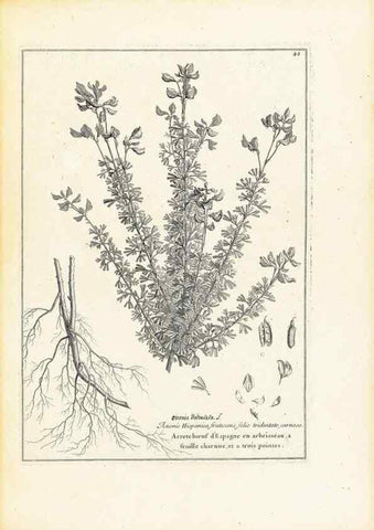 Reproducción/Reproduction 48583768402: [Recueil des plantes dessinées et gravées par ordre du roi Louis XIV].. Paris :Impr. royale,1786. 