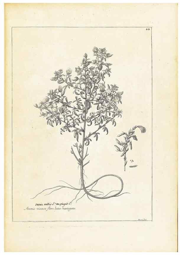 Reproducción/Reproduction 48583617361: [Recueil des plantes dessinées et gravées par ordre du roi Louis XIV].. Paris :Impr. royale,1786. 