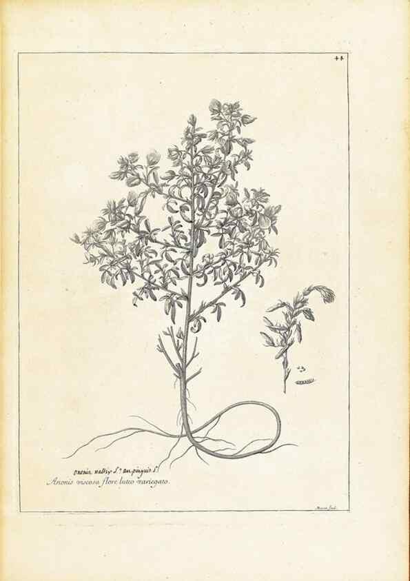 Reproducción/Reproduction 48583617361: [Recueil des plantes dessinées et gravées par ordre du roi Louis XIV].. Paris :Impr. royale,1786. 