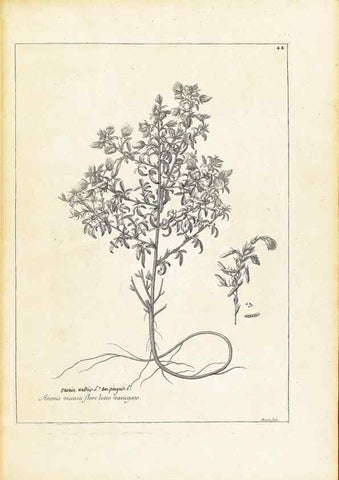 Reproducción/Reproduction 48583617361: [Recueil des plantes dessinées et gravées par ordre du roi Louis XIV].. Paris :Impr. royale,1786. 