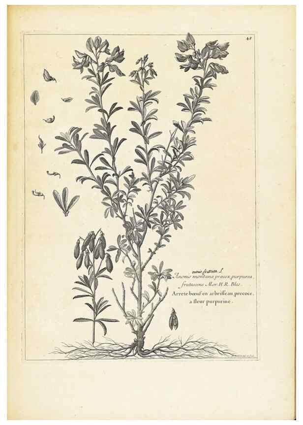 Reproducción/Reproduction 48583769317: [Recueil des plantes dessinées et gravées par ordre du roi Louis XIV].. Paris :Impr. royale,1786. 
