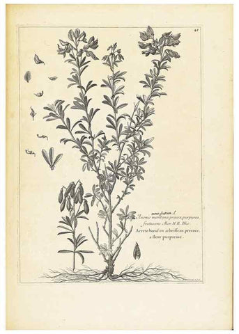 Reproducción/Reproduction 48583769317: [Recueil des plantes dessinées et gravées par ordre du roi Louis XIV].. Paris :Impr. royale,1786. 