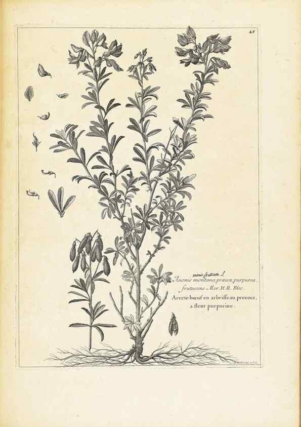 Reproducción/Reproduction 48583769317: [Recueil des plantes dessinées et gravées par ordre du roi Louis XIV].. Paris :Impr. royale,1786. 