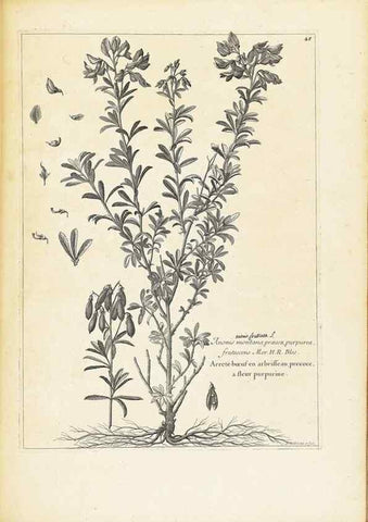Reproducción/Reproduction 48583769317: [Recueil des plantes dessinées et gravées par ordre du roi Louis XIV].. Paris :Impr. royale,1786. 