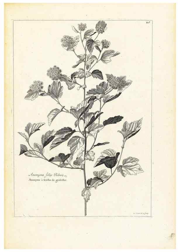 Reproducción/Reproduction 48583769757: [Recueil des plantes dessinées et gravées par ordre du roi Louis XIV].. Paris :Impr. royale,1786. 