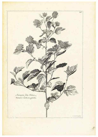 Reproducción/Reproduction 48583769757: [Recueil des plantes dessinées et gravées par ordre du roi Louis XIV].. Paris :Impr. royale,1786. 