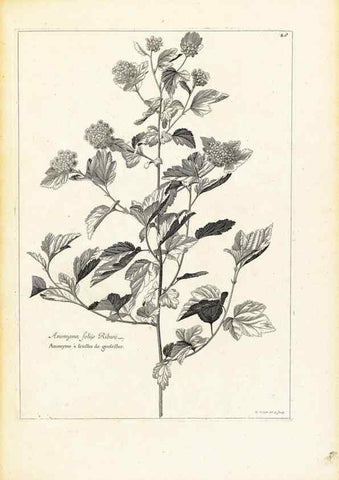 Reproducción/Reproduction 48583769757: [Recueil des plantes dessinées et gravées par ordre du roi Louis XIV].. Paris :Impr. royale,1786. 