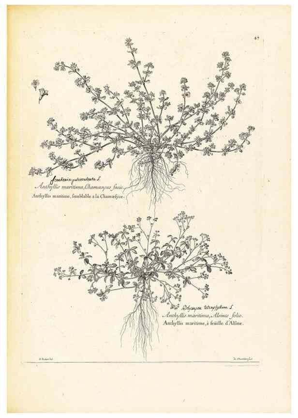 Reproducción/Reproduction 48583770232: [Recueil des plantes dessinées et gravées par ordre du roi Louis XIV].. Paris :Impr. royale,1786. 