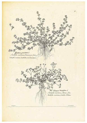Reproducción/Reproduction 48583770232: [Recueil des plantes dessinées et gravées par ordre du roi Louis XIV].. Paris :Impr. royale,1786. 