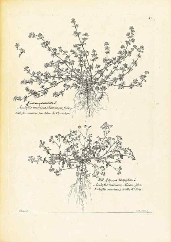 Reproducción/Reproduction 48583770232: [Recueil des plantes dessinées et gravées par ordre du roi Louis XIV].. Paris :Impr. royale,1786. 