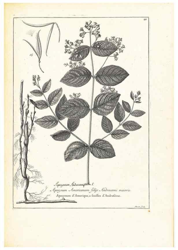Reproducción/Reproduction 48583619171: [Recueil des plantes dessinées et gravées par ordre du roi Louis XIV].. Paris :Impr. royale,1786. 