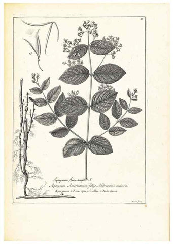Reproducción/Reproduction 48583619171: [Recueil des plantes dessinées et gravées par ordre du roi Louis XIV].. Paris :Impr. royale,1786. 