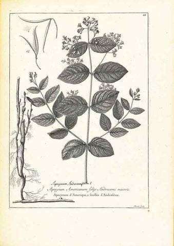 Reproducción/Reproduction 48583619171: [Recueil des plantes dessinées et gravées par ordre du roi Louis XIV].. Paris :Impr. royale,1786. 