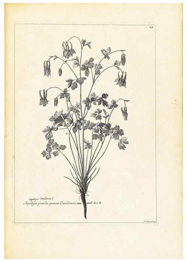 Reproducción/Reproduction 48583619626: [Recueil des plantes dessinées et gravées par ordre du roi Louis XIV].. Paris :Impr. royale,1786. 