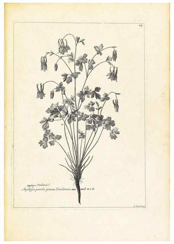 Reproducción/Reproduction 48583619626: [Recueil des plantes dessinées et gravées par ordre du roi Louis XIV].. Paris :Impr. royale,1786. 