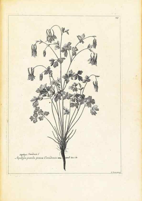 Reproducción/Reproduction 48583619626: [Recueil des plantes dessinées et gravées par ordre du roi Louis XIV].. Paris :Impr. royale,1786. 