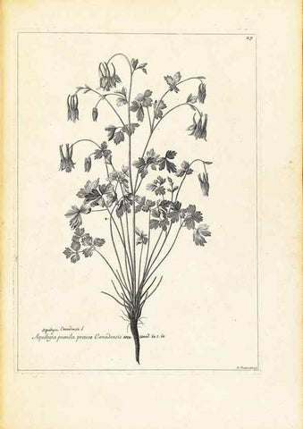 Reproducción/Reproduction 48583619626: [Recueil des plantes dessinées et gravées par ordre du roi Louis XIV].. Paris :Impr. royale,1786. 