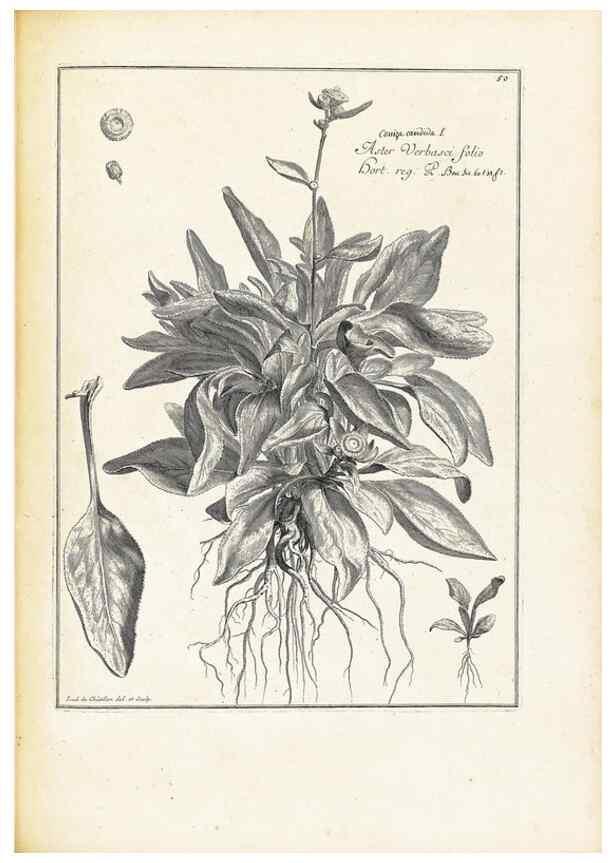 Reproducción/Reproduction 48583773047: [Recueil des plantes dessinées et gravées par ordre du roi Louis XIV].. Paris :Impr. royale,1786. 