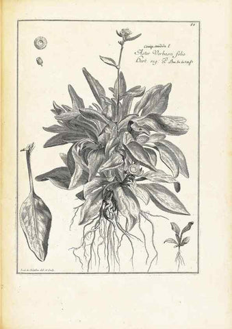 Reproducción/Reproduction 48583773047: [Recueil des plantes dessinées et gravées par ordre du roi Louis XIV].. Paris :Impr. royale,1786. 