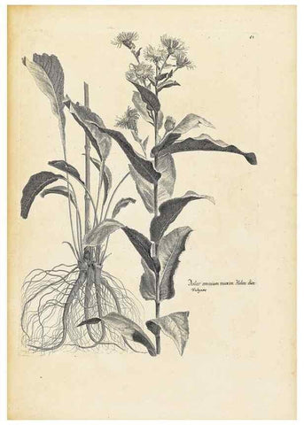 Reproducción/Reproduction 48583621916: [Recueil des plantes dessinées et gravées par ordre du roi Louis XIV].. Paris :Impr. royale,1786. 