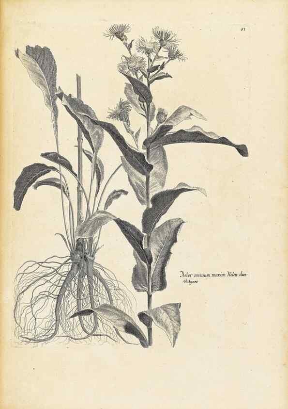 Reproducción/Reproduction 48583621916: [Recueil des plantes dessinées et gravées par ordre du roi Louis XIV].. Paris :Impr. royale,1786. 