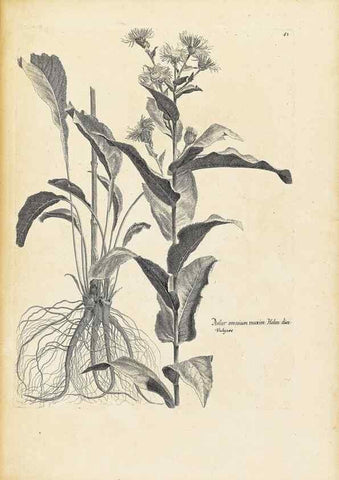 Reproducción/Reproduction 48583621916: [Recueil des plantes dessinées et gravées par ordre du roi Louis XIV].. Paris :Impr. royale,1786. 