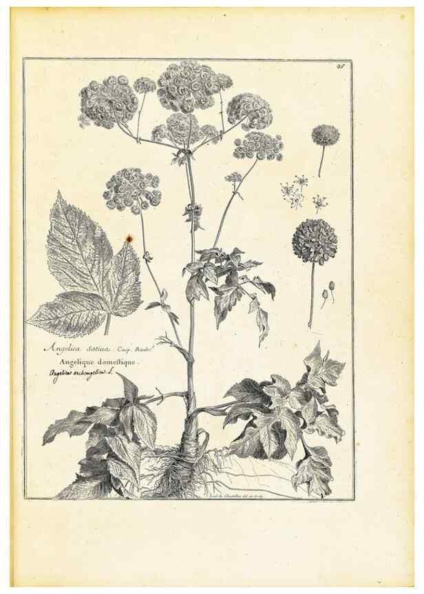 Reproducción/Reproduction 48583765502: [Recueil des plantes dessinées et gravées par ordre du roi Louis XIV].. Paris :Impr. royale,1786. 