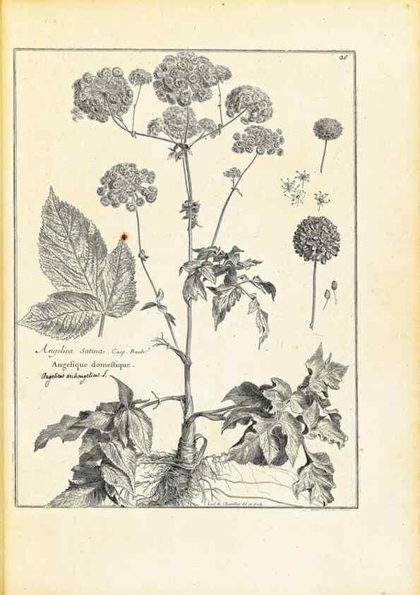Reproducción/Reproduction 48583765502: [Recueil des plantes dessinées et gravées par ordre du roi Louis XIV].. Paris :Impr. royale,1786. 