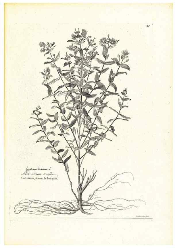 Reproducción/Reproduction 48583613241: [Recueil des plantes dessinées et gravées par ordre du roi Louis XIV].. Paris :Impr. royale,1786. 